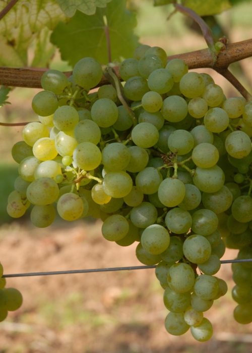Gruener Veltliner ANT 0670